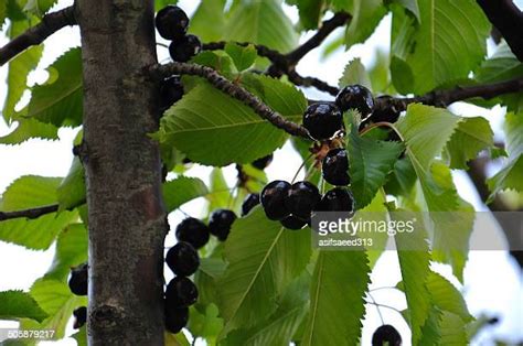 159 Black Cherry Tree Leaves Stock Photos, High-Res Pictures, and ...