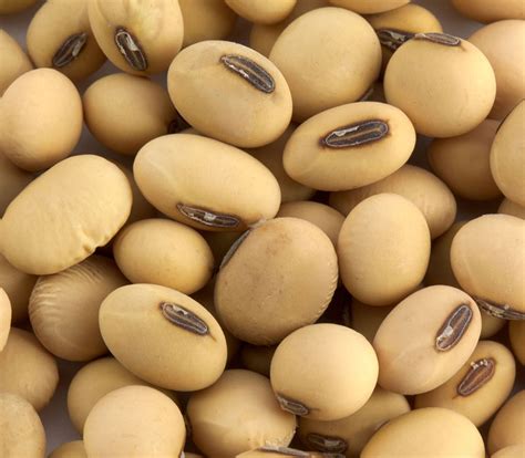 Soybeans | Organic, Non-GMO and Identity-Preserved Options