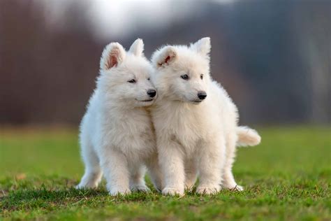 Puppy cute White Swiss Shepherd dog portrait on meadow | Pet Dog Owner