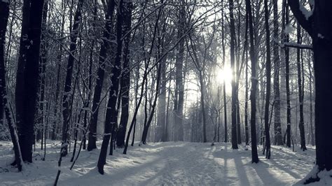 Snowy Forest Wallpaper (70+ pictures) - WallpaperSet