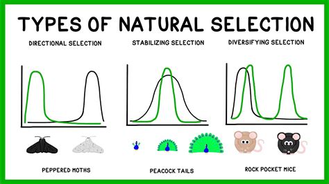 Natural Selection And Adaptation Pdf