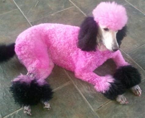 🔥 [40+] Pink Poodle Wallpapers | WallpaperSafari