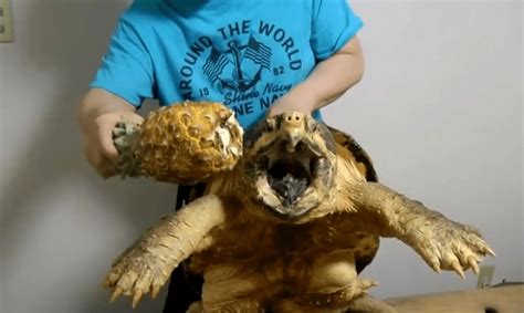 Alligator Snapping Turtle Bite Force : Some myths claim that alligator ...