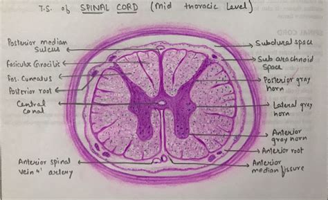 Spinal Cord Cross Section Histology