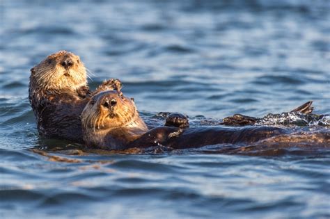 Sea Otter Holding Hands