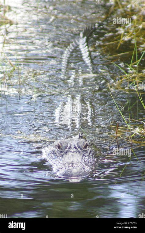 Alligator in Florida Swamp Stock Photo - Alamy