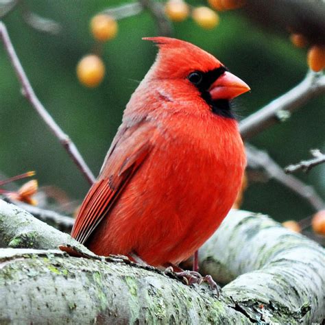 male cardinal - Cardinals Photo (36106913) - Fanpop