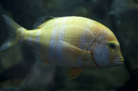 Midas Cichlid | ClipPix ETC: Educational Photos for Students and Teachers