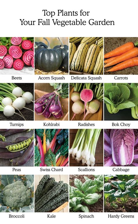 Beginner's Fall Vegetable Garden Planting Guide - Fresh Exchange