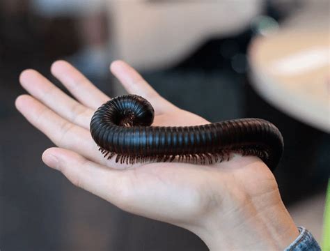 Millipede Facts: They Eat Their Way to Soil Health - Odd Facts