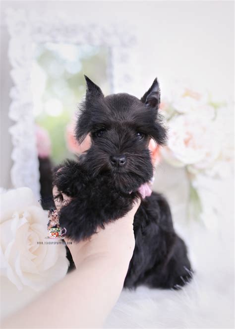 Black Mini Schnauzer Puppies | Teacup Puppies & Boutique