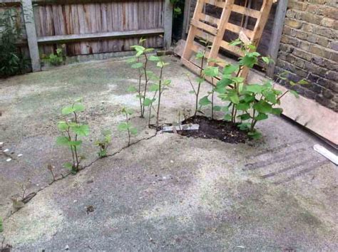 What Damage Can Japanese Knotweed Do? | Knotweed House Damage