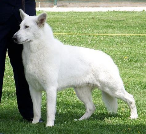 American white shepherd puppy - American White Shepherds Photo ...