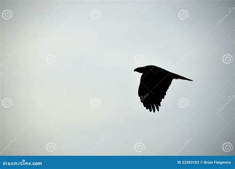 Golden Eagle Silhouette stock image. Image of north, energy - 23303183