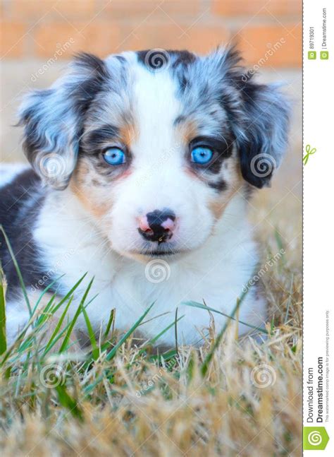 Australian Shepherd Puppy - Blue Merle Stock Image - Image of pink ...