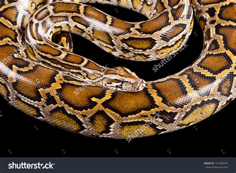 Python molurus bivittatus clipart 20 free Cliparts | Download images on ...