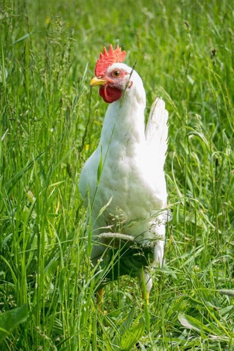 A Guide to White Leghorn Chickens: A Bird That Deserves a Spot in Your ...