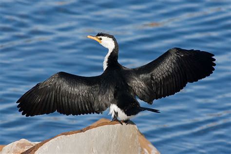 Cormorant - Wikipedia