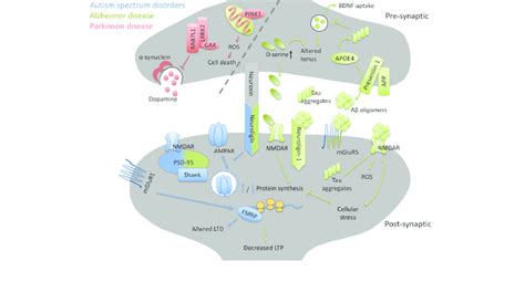 Schematic overview of excitatory synapse-linked disease mechanisms ...