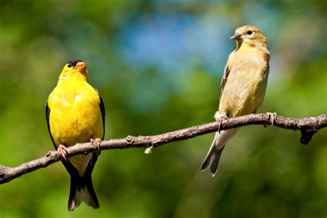 American Goldfinch | Audubon Field Guide