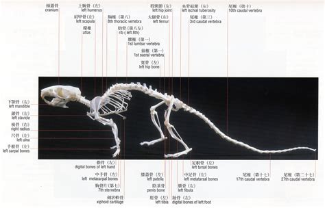 Mouse Skull Anatomy