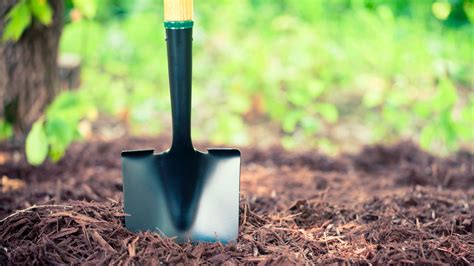 Arborist Advice: Mulching 101 - Arbor Day Blog