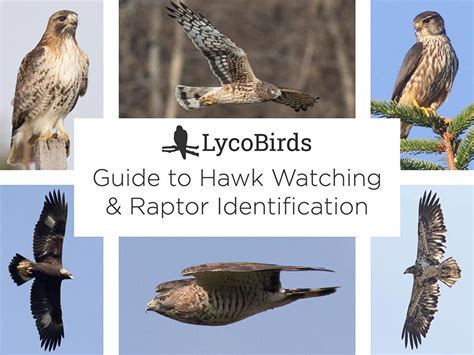 How to Identify the 5 Major Groups of Raptors | LycoBirds