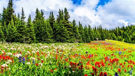 Alpine Meadows Filled with an Abundance of Wildflowers in Sun Peaks in ...