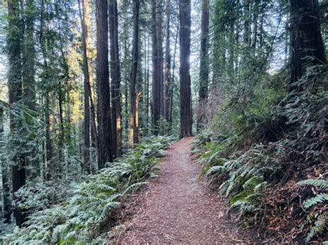 Best 10 Hikes and Trails in Reinhardt Redwood Regional Park | AllTrails