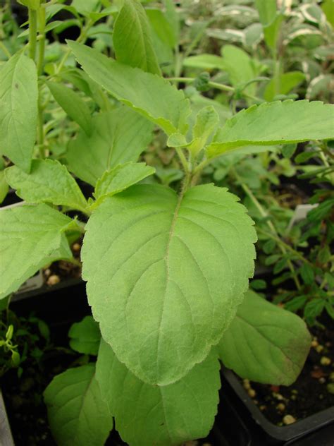 Holy Basil (Tulsi Leaf) - Health Benefits, Uses, Side Effects