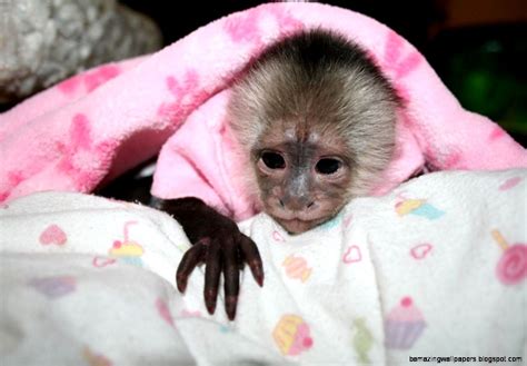 Baby Pet Monkeys | Amazing Wallpapers