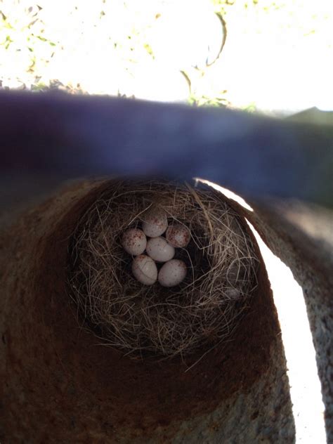 NestWatch | Black-capped chickadee nest under elf - NestWatch