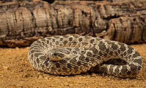 Hognose Snake: Species Profile