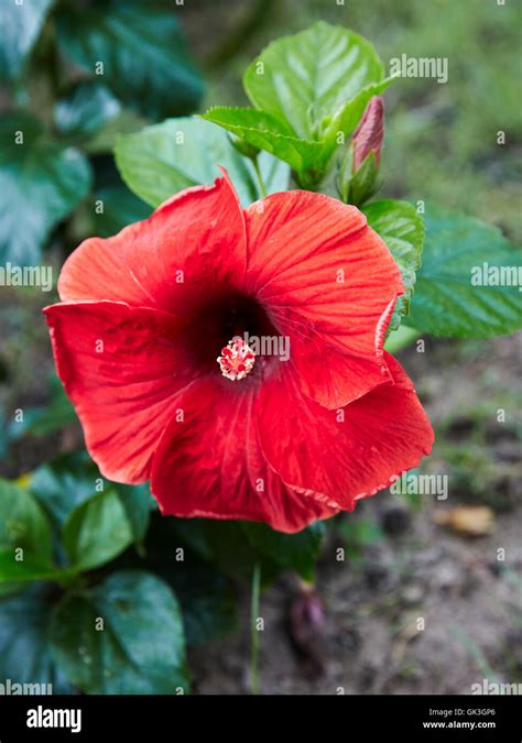 Red hibiscus flower. Scientific name: Hibiscus rosa-sinensis. Hoi An ...