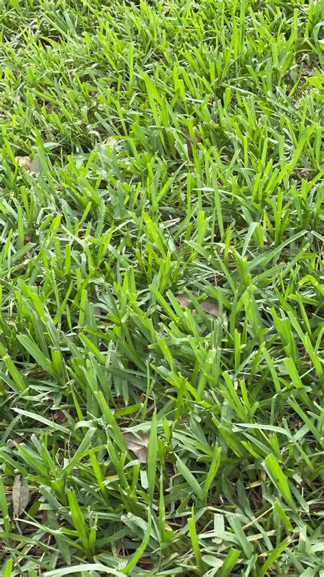 St. Augustine Grass Care & Maintenance Guide - Lawn Phix