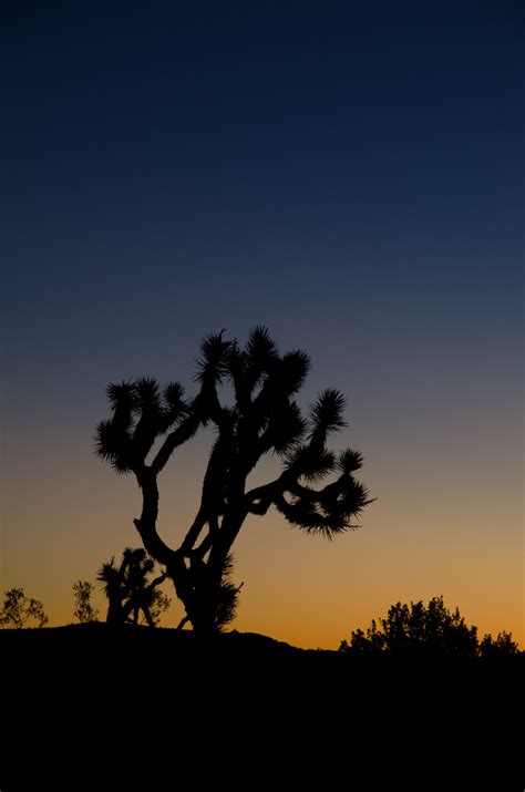 Joshua Tree National Park