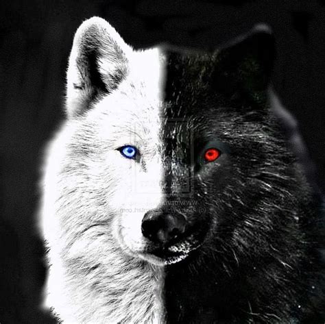 Black Wolves Eyes Wallpapers free download