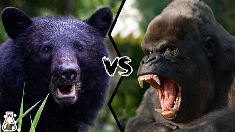 BLACK BEAR VS GORILLA - Who Would Win In A Fight? | Black bear, Bear ...