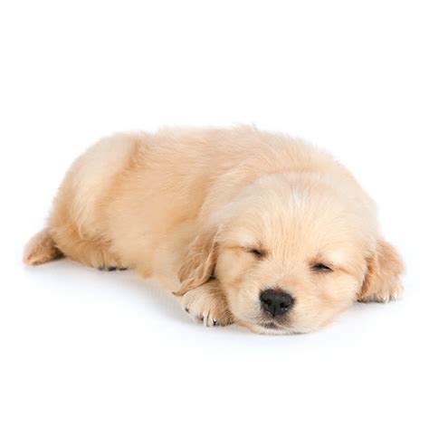 Golden Retriever Puppies Sleeping | [#] Lunawsome