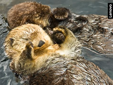 Sea Otters Holding Hands