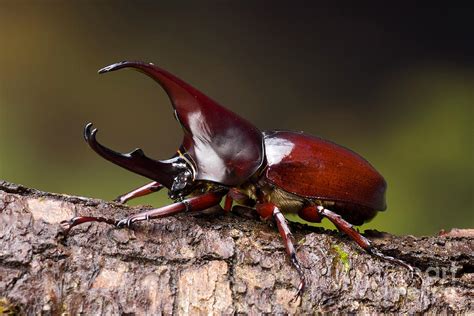 Male Rhinoceros Beetle Photograph by Frank Teigler - Pixels