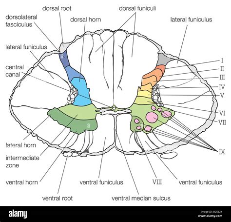 Spinal Cord Cross Section Diagram Spinal Cord Cross