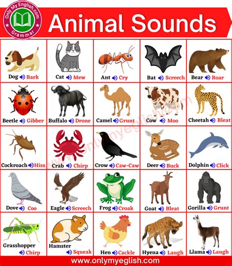 Animal Sounds Name List in English | Animal sounds, Animals name in ...