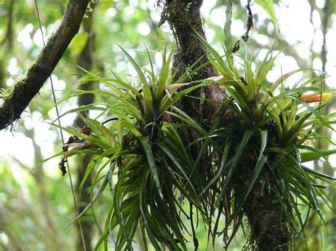 Tree Epiphytes: Learn About Epiphyte Plant Care And Growth | Gardening ...