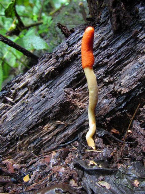 Ground Fungus Garden Fungus Identification