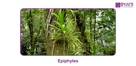 Epiphytes: Meaning, Characteristics, Adaptations, Examples