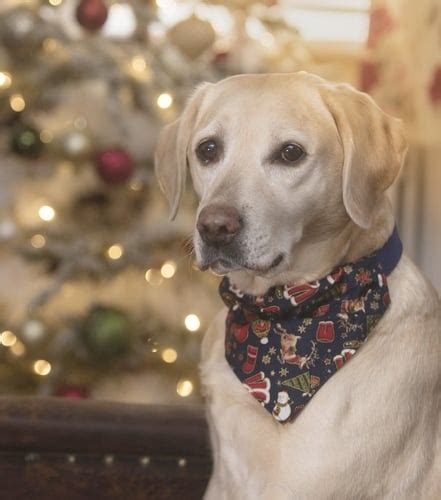 Top 12 Best Christmas Dog Bandanas to Dress Up Your Fido