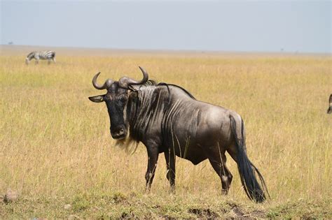 The Wildlife of Serengeti National Park - Animals Network