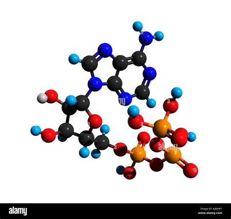 Atp Molecule Stock Photos & Atp Molecule Stock Images - Alamy