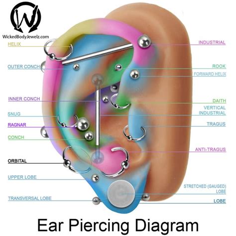 Diagram Of Ear Piercings